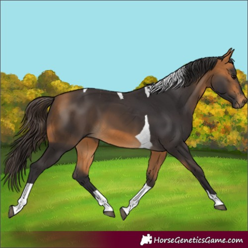 Horse Color:Buckskin Tobiano