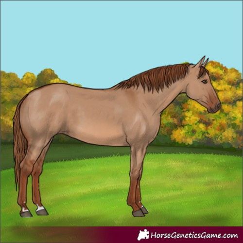 Horse Color:Red Dun Rabicano 