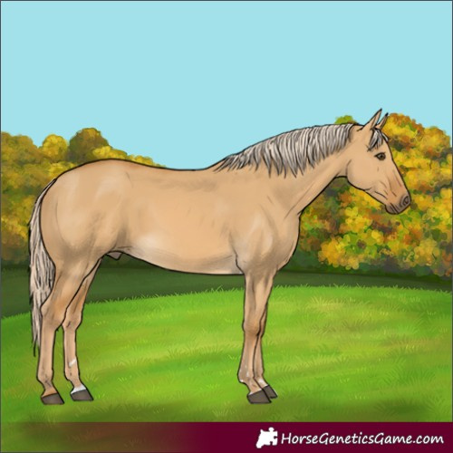 Horse Color:Palomino Dun Rabicano 