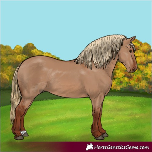 Horse Color:Red Dun Rabicano 