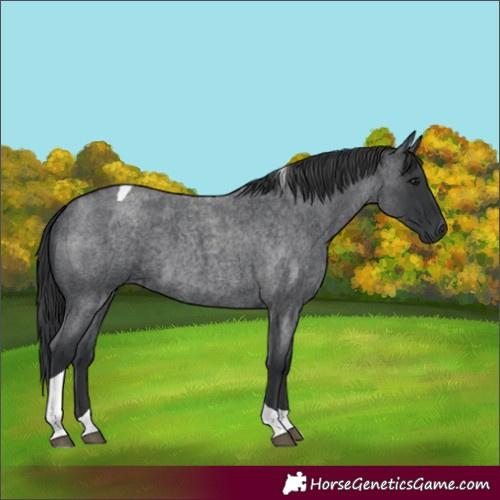 Horse Color:Blue Roan Tobiano