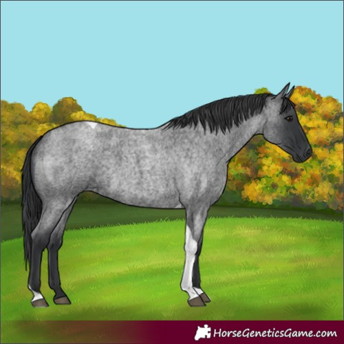 Horse Color:Blue Roan Tobiano 