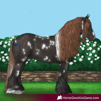 Horse Color:White Spotted Liver Chestnut 
