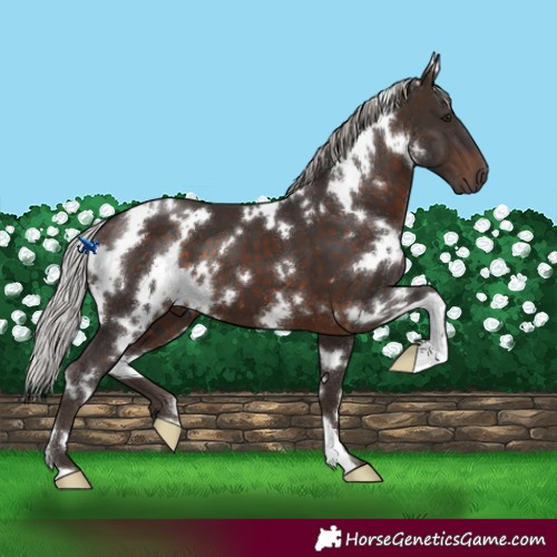 Horse Color:White Spotted Silver Brown 