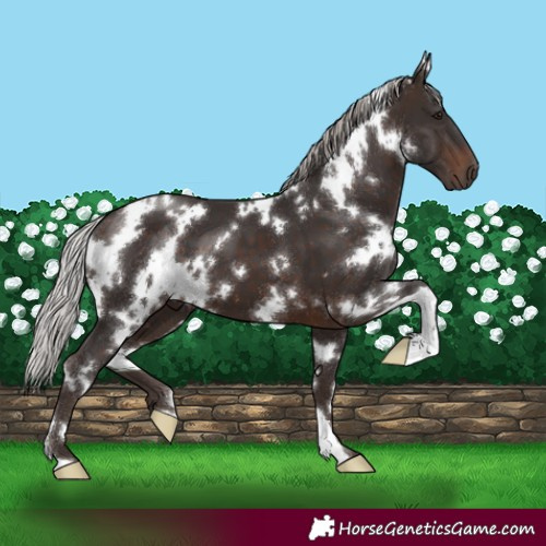 Horse Color:White Spotted Silver Brown