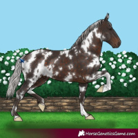 Horse Color:White Spotted Silver Brown