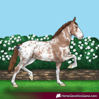 Horse Color:Chestnut Sabino Appaloosa 