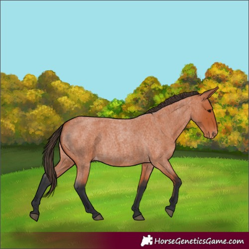 Horse Color:Unknown 