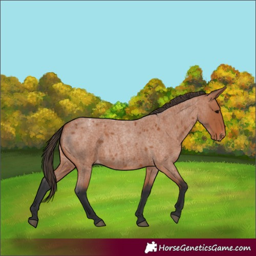 Horse Color:Unknown 