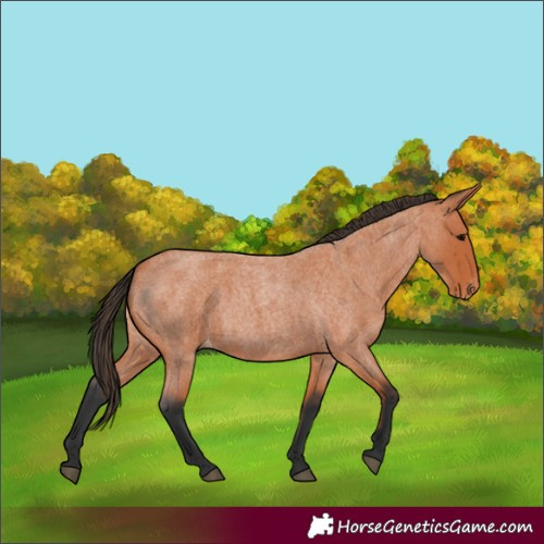 Horse Color:Unknown 