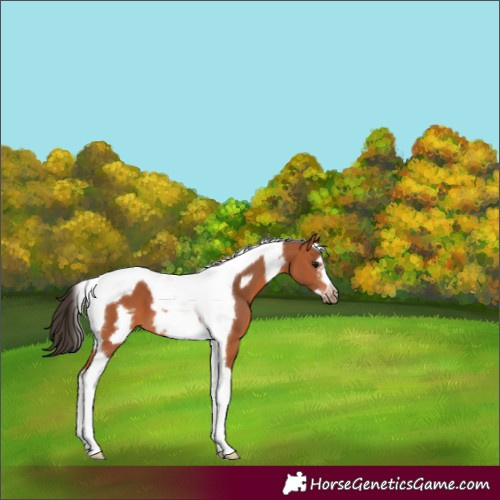 Horse Color:Bay Tobiano Frame