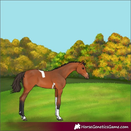 Horse Color:Bay Tobiano 