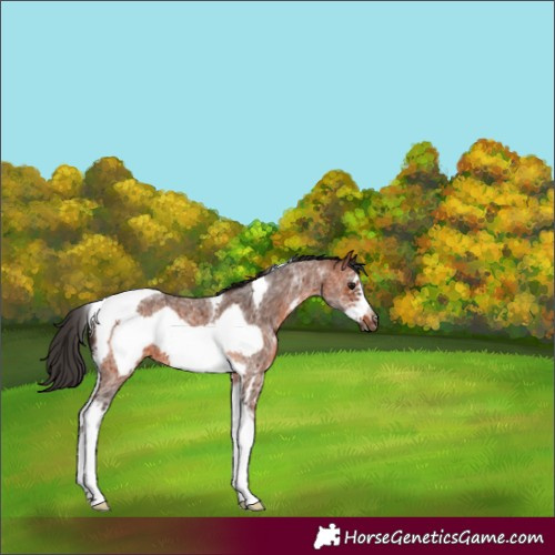 Horse Color:Bay Sabino Tobiano Frame 