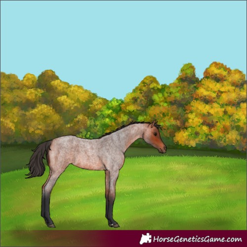 Horse Color:Bay Roan