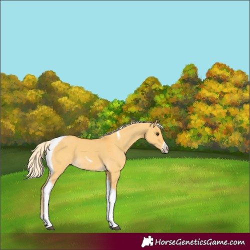 Horse Color:Palomino Dun Tobiano Frame 