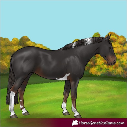 Horse Color:Liver Chestnut Tobiano 
