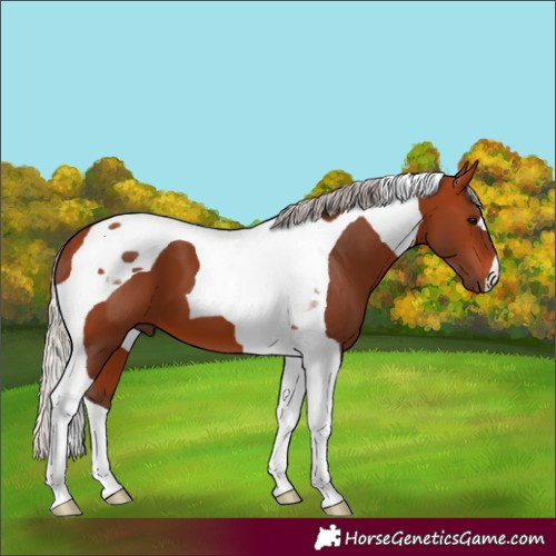 Horse Color:Silver Bay Tobiano 