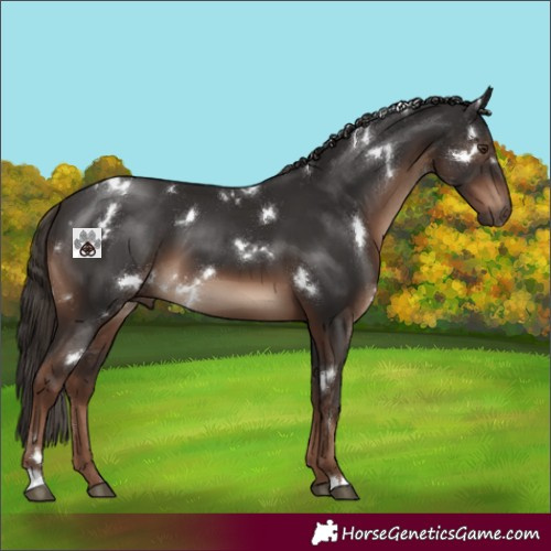 Horse Color:White Spotted Liver Chestnut 