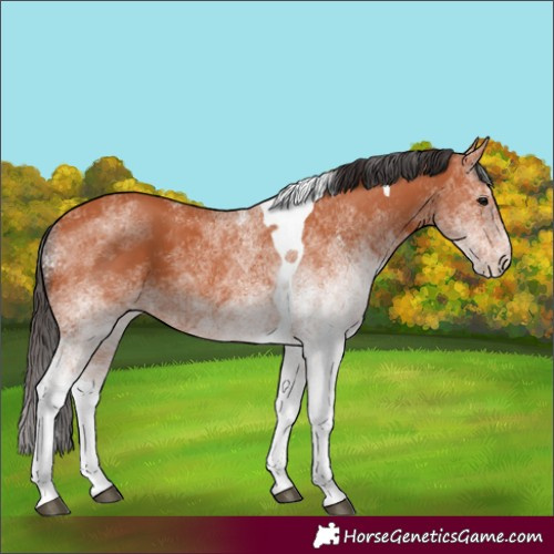 Horse Color:White Spotted Bay Tobiano 