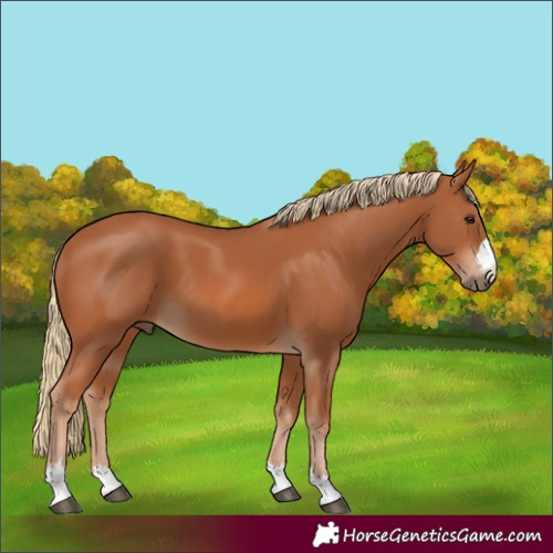 Horse Color:Chestnut 