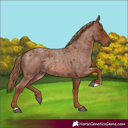 Horse Color:Red Roan 