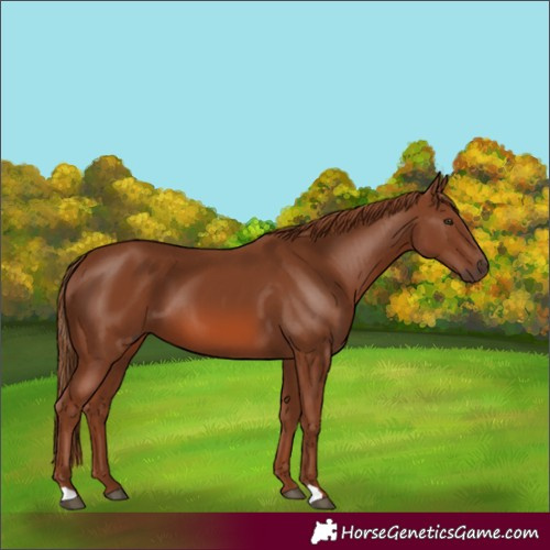 Horse Color:Chestnut 