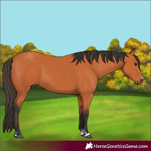 Horse Color:Bay 