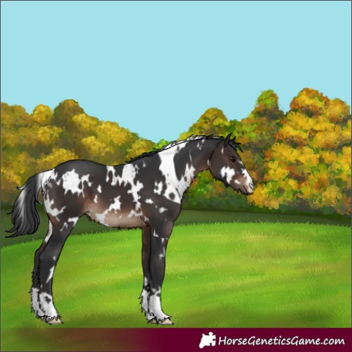 Horse Color:White Spotted Brown 