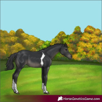 Horse Color:Black Tobiano 