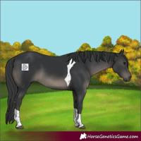 Horse Color:Black Tobiano 