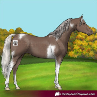 Horse Color:Silver Black Tobiano