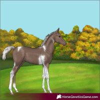 Horse Color:Silver Black Tobiano 