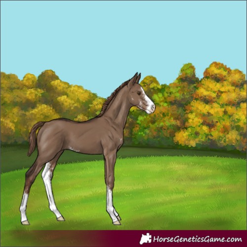 Horse Color:Liver Red Dun Sabino 