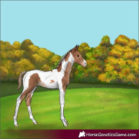 Horse Color:Chestnut Tobiano Varnish