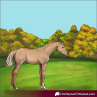 Horse Color:Red Dun Rabicano 
