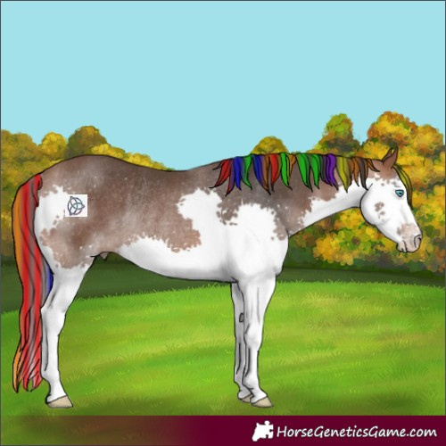 Horse Color:Painted Bay Splash Rabicano 