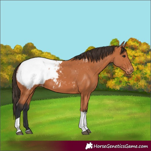 Horse Color:Bay Tobiano Appaloosa 