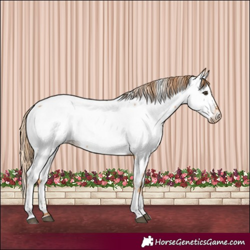 Horse Color:Chestnut Tobiano Near Fewspot 
