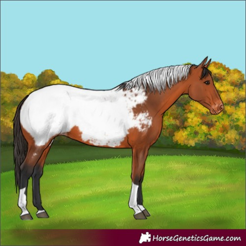 Horse Color:Bay Tobiano Appaloosa 