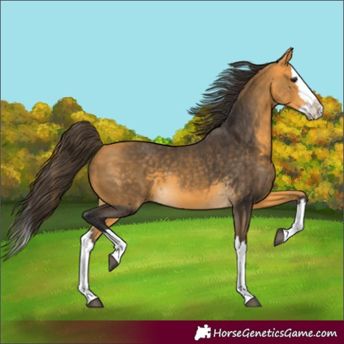 Horse Color:Buckskin Splash 