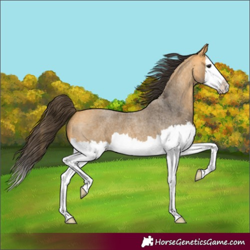 Horse Color:Buckskin Roan Splash 