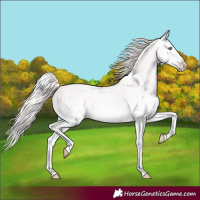 Horse Color:Perlino Roan Splash 