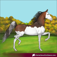 Horse Color:Bay Splash 