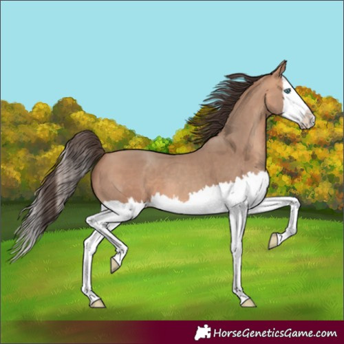 Horse Color:Amber Champagne Splash 