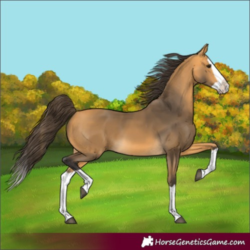 Horse Color:Buckskin Splash 