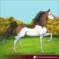 Horse Color:Bay Splash Frame 