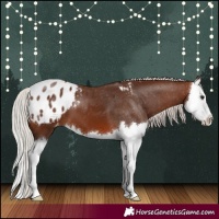 Horse Color:Silver Brown Splash Appaloosa 