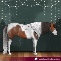 Horse Color:Bay Splash Tobiano