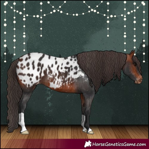 Horse Color:Bay Appaloosa 