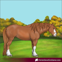 Horse Color:Chestnut 